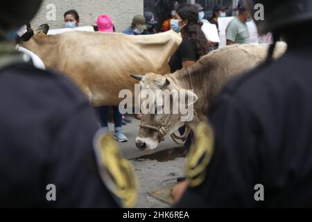 Lima, Peru. 02nd Feb, 2022. Cows walk in front of a line of police officers during a dairy farmers' protest. The Association of Dairy Farmers in Peru (Agalep) had called for the protest. Dairy farmers demanded action from the government because of what they see as the dominant position of one corporation in the market. 'Every third glass of milk in Peru consists of imported milk powder,' Agalep complained. Credit: Gian Masko/dpa/Alamy Live News Stock Photo