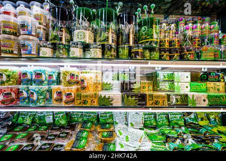 Amsterdam, Netherlands - 16 November, 2021: Chocolate bars with marijuana and  Cannabis Brownies for sale in a shop in Amsterdam Stock Photo