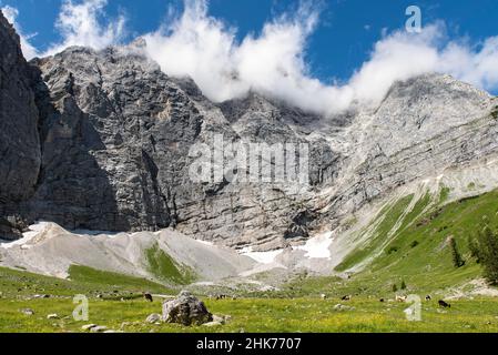 Cows in the Enger Grund alpine pasture area, Grubenkarspitze in the background, Karwendel Mountains, Tyrol, Austria Stock Photo