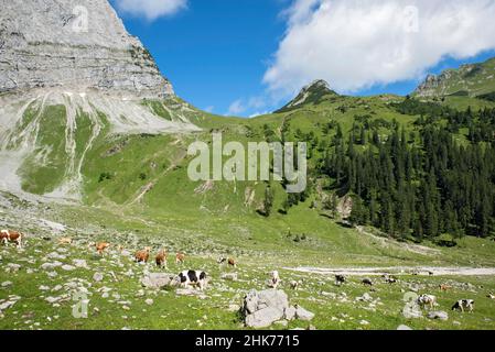 Cows in the Enger Grund mountain pasture area with Hohljoch and Teufelskopf, Tyrol, Austria Stock Photo