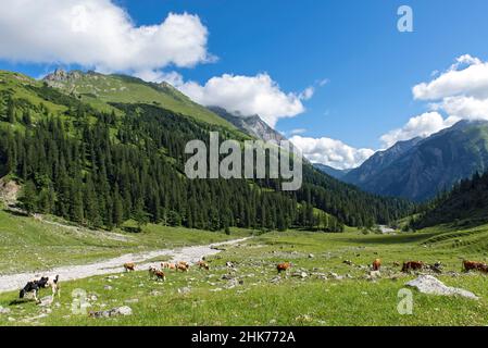 Cows in the Enger Grund mountain pasture area, Karwendel mountains, Tyrol, Austria Stock Photo
