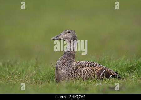 Common eider (Somateria mollissima), female sitting resting in a meadow, Langeoog Island, Lower Saxony, Germany Stock Photo