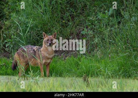 Golden jackal (Canis aureus), standing in the shallows of a marsh, Bulgaria Stock Photo