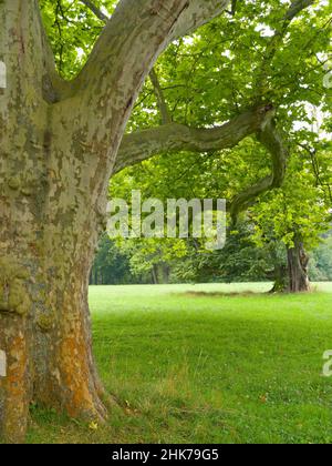 Old large plane tree (Platanus), Belvedere Palace Garden, Weimar, Thuringia, Germany Stock Photo