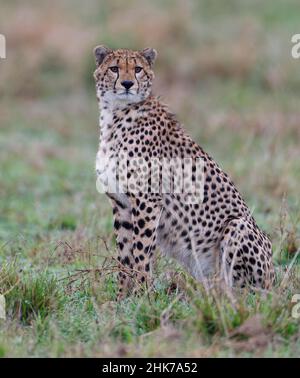 Cheetah (Acinonyx jubatus), portrait, Masai Mara Game Reserve, Kenya Stock Photo