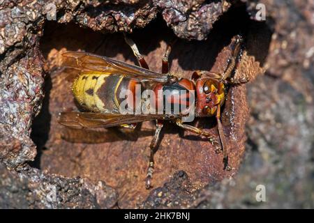 European hornet (Vespa crabro), licking up sap leaking from bark, Heikendorf, Schleswig-Holstein, Germany Stock Photo