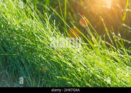 Background of dew drops on bright green grass Stock Photo
