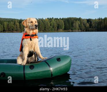 Golden retriever in a boat on a river Stock Photo