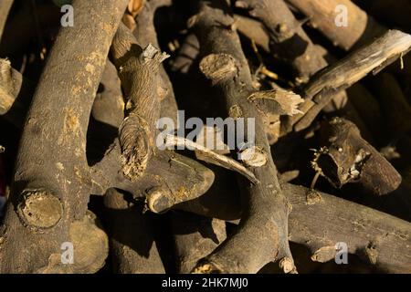 Close-up of a pile of orange tree trunks cut and prepared to light small fires Stock Photo