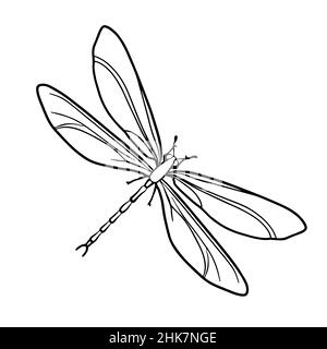 Contour drawing of a dragonfly on a white background. Doodle style. A design element. Stock Vector