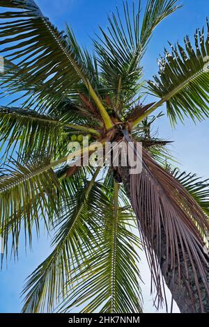 Coconut tree in Barra da Tijuca, Rio Stock Photo
