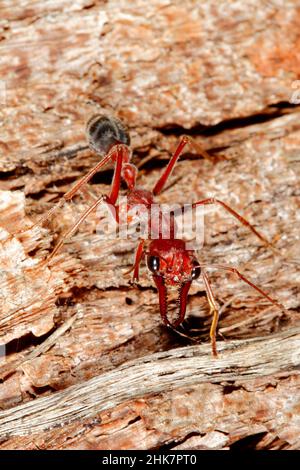 Giant Bull Ant, Myrmecia brevinoda or Myrmecia gratiosa. Also known as Giant Brown Bull Ant and Bulldog Ant. These are one of the largest ants in the Stock Photo