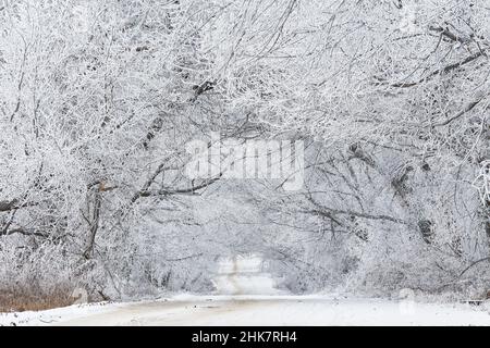 Willow and alder trees alley in frost. Winter rural dirt road. Overcast dramatic cloudy sky. Snow covered field landscape. Cold weather. Belarus Stock Photo