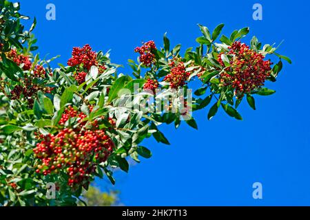 Brazilian peppertree fruits (Schinus terebinthifolius) Stock Photo