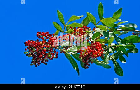 Brazilian peppertree fruits (Schinus terebinthifolius) Stock Photo