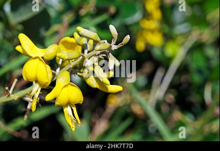 Yellow necklacepod flowers (Sophora tomentosa), Rio de Janeiro Stock Photo