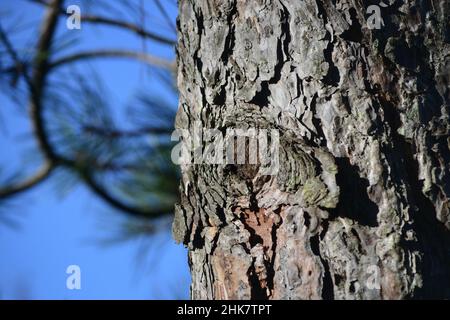 pine tree trunk against blue sky, Close-up Stock Photo