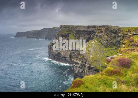 Colourful heather growing on the edge of iconic Cliffs of Moher, popular tourist attraction, UNESCO world heritage, Wild Atlantic Way, Clare, Ireland Stock Photo