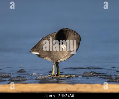 American coot (Fulica americana) adult standing on ice preening feathers Colorado, USA Stock Photo