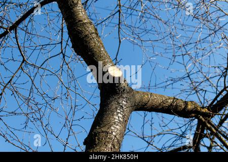 Organic ecological agriculture. Dry branches cherry tree on blue sky background. Agriculture and gardening. Early spring.Cutting tree. Out of focus. Stock Photo