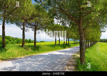 Driveway to the Italian manor house between green fields of Toscana. Pine tree alley along paved road near Montepulciano, Tuscany, Italy. Stock Photo