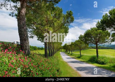 Driveway to the Italian manor house between green fields of Toscana. Pine tree alley along paved road near Montepulciano, Tuscany, Italy. Stock Photo