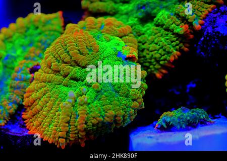 Tequila sunrise Rhodactis mushroom coral Stock Photo