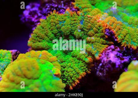 Tequila sunrise Rhodactis mushroom coral Stock Photo