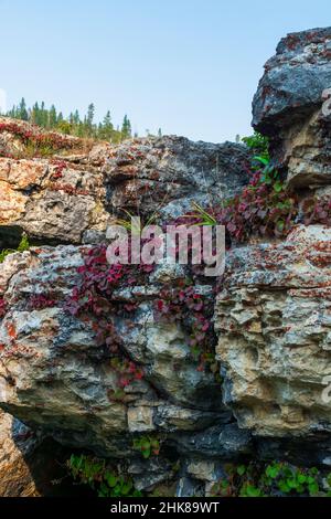 Flowers grow in the shade on a rock in the Bighorn National Forest, Wyoming, United States Stock Photo