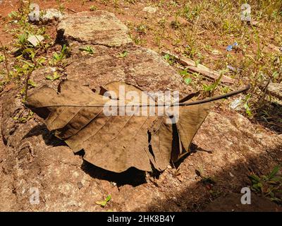 Background photo of dry leaves with top side camera angle. Stock Photo