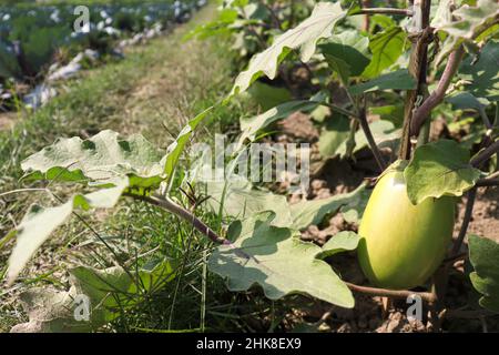 Raw Brinjal farm on field for harvest Stock Photo