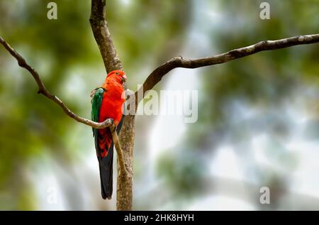 Australian king parrot perched up on a tree Stock Photo