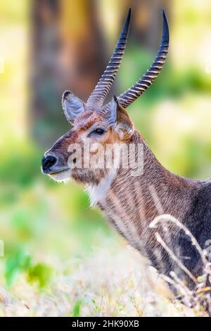 Waterbuck is a large antelope found widely in sub-Saharan Africa Stock Photo