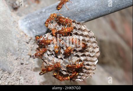 Wasps standing there in the wasp's nest. The yellow-lined paper wasp (Ropalidia marginata) with dim background Stock Photo
