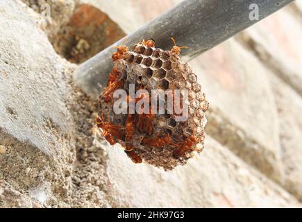 Wasps standing there in the wasp's nest. The yellow-lined paper wasp (Ropalidia marginata) with dim background Stock Photo