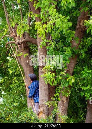 Asian professional gardener trimming plants using pruning saw on a tree. A Tree Surgeon or Arborist cuts branches of a tree in the garden. Man sawing