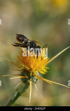 Vertical closeup on a a female Mediterranean Megachile octosignata leacutter bee, sipping nectar from a yellow starthistle Centaurea solstitialis Stock Photo