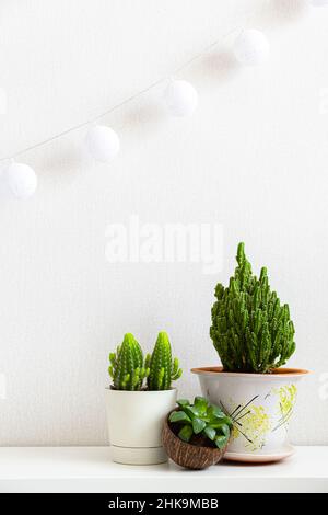 Vertical poster with three houseplants on shelf on white background with copy space. Succulents and cacti in different pots. Plants in interior of Stock Photo