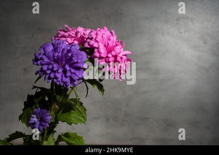 autumn chrysanthemums on gray background Stock Photo