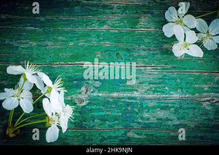 Bouquet of dandelions on a green wood background Stock Photo