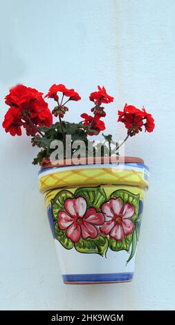 Plants and Flowers in Andalusia Stock Photo