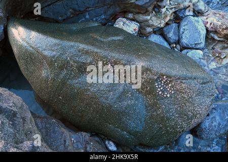Green dolerite erratic carried on Irish Sea Glacier from Preseli to Mumbles c 19000 years ago. Stone such as this was used to construct Stonehenge. Stock Photo