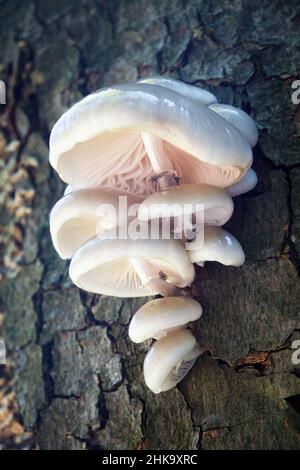 Oudemansiella mucida, commonly known as porcelain fungus, growing on a tree trunk. Stock Photo