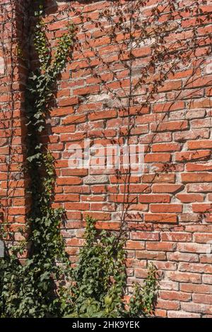 red brick wall with growing ivy and Parthenocissus climbing plants on sunny day Stock Photo