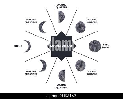 Moon phase. Textured surface of the moon. Lunar phases throughout the cycle. Crescent type design. Astronomical observation of the earth's satellite f Stock Vector