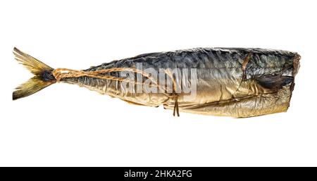 hot-smoked headless mackerel with rope for hanging in smokehouse isolated on white background Stock Photo