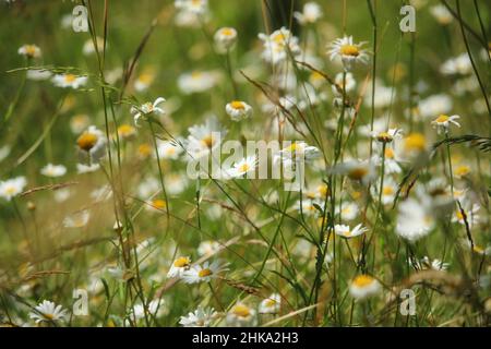 Daisies on the roadside Stock Photo