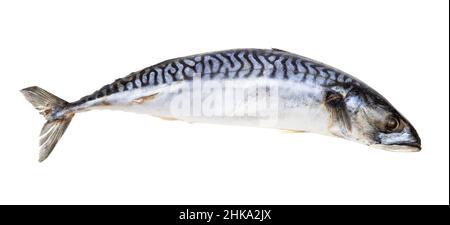 frozen mackerel fish isolated on white background Stock Photo