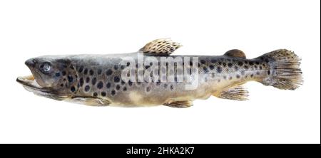 frozen brown trout isolated on white background Stock Photo