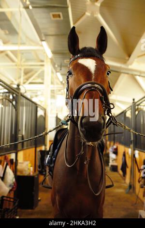 brown horse in the stable. horse in his aviary. stable with animals Stock Photo